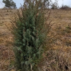 Juniperus communis at Fadden, ACT - 9 Aug 2023