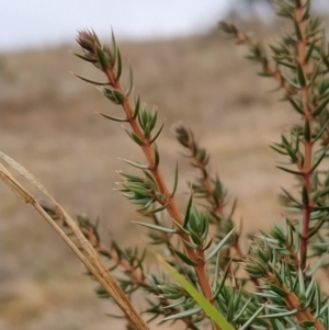 Juniperus communis at Fadden, ACT - 9 Aug 2023 08:03 AM