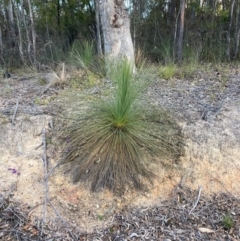 Xanthorrhoea glauca subsp. angustifolia (Grey Grass-tree) at Lower Cotter Catchment - 5 Aug 2023 by NickiTaws