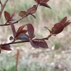 Prunus cerasifera (Cherry Plum) at Wanniassa Hill - 8 Aug 2023 by KumikoCallaway