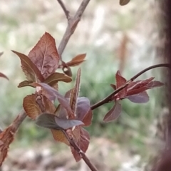 Prunus cerasifera at Fadden, ACT - 9 Aug 2023 07:57 AM