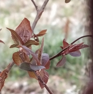 Prunus cerasifera at Fadden, ACT - 9 Aug 2023 07:57 AM