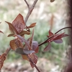 Prunus cerasifera at Fadden, ACT - 9 Aug 2023