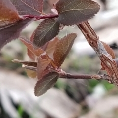 Prunus cerasifera at Fadden, ACT - 9 Aug 2023 07:57 AM