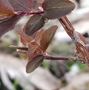 Prunus cerasifera at Fadden, ACT - 9 Aug 2023