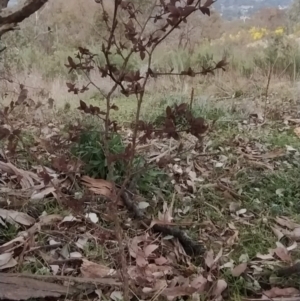 Prunus cerasifera at Fadden, ACT - 9 Aug 2023 07:57 AM