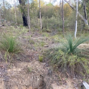 Xanthorrhoea glauca subsp. angustifolia at Cotter River, ACT - 5 Aug 2023