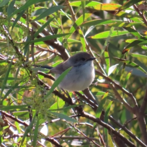 Malurus cyaneus at Fyshwick, ACT - 8 Aug 2023 02:25 PM