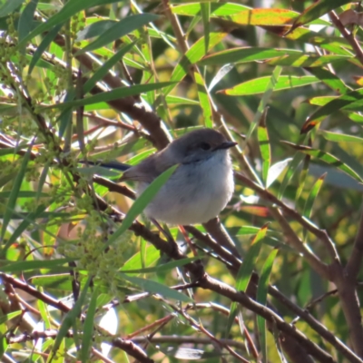 Malurus cyaneus (Superb Fairywren) at Jerrabomberra Wetlands - 8 Aug 2023 by MatthewFrawley