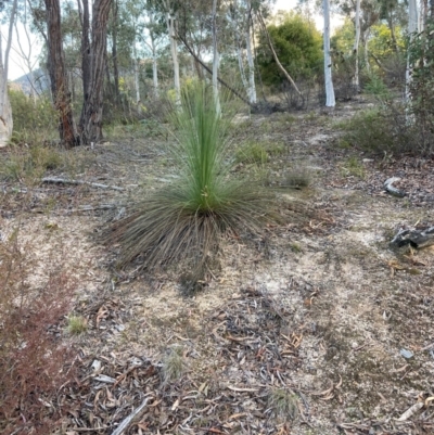 Xanthorrhoea glauca subsp. angustifolia (Grey Grass-tree) at Lower Cotter Catchment - 5 Aug 2023 by NickiTaws