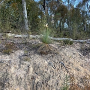 Xanthorrhoea glauca subsp. angustifolia at Cotter River, ACT - suppressed