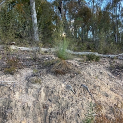 Xanthorrhoea glauca subsp. angustifolia (Grey Grass-tree) at Lower Cotter Catchment - 5 Aug 2023 by NickiTaws