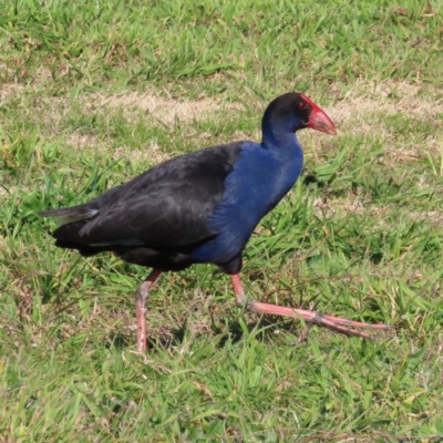 Porphyrio melanotus (Australasian Swamphen) at Fyshwick, ACT - 8 Aug 2023 by MatthewFrawley