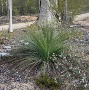 Xanthorrhoea glauca subsp. angustifolia at Cotter River, ACT - 5 Aug 2023