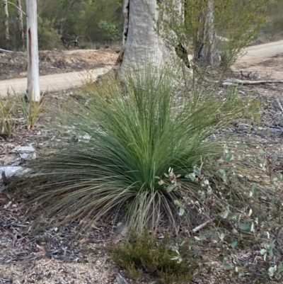 Xanthorrhoea glauca subsp. angustifolia (Grey Grass-tree) at Lower Cotter Catchment - 5 Aug 2023 by NickiTaws