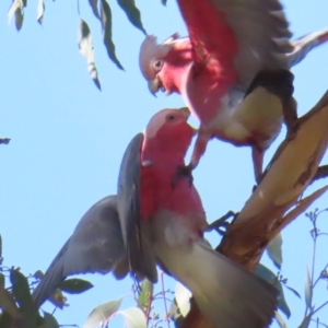 Eolophus roseicapilla at Fyshwick, ACT - 8 Aug 2023