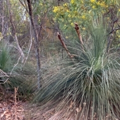 Xanthorrhoea glauca subsp. angustifolia (Grey Grass-tree) at Lower Cotter Catchment - 5 Aug 2023 by NickiTaws