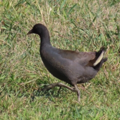 Gallinula tenebrosa (Dusky Moorhen) at Fyshwick, ACT - 8 Aug 2023 by MatthewFrawley