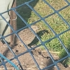 Synoicus ypsilophorus (Brown Quail) at Holder, ACT - 9 Aug 2023 by Harrisi