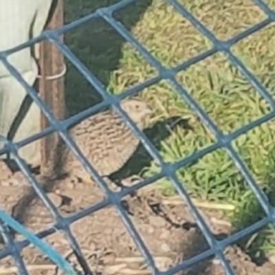 Synoicus ypsilophorus (Brown Quail) at Holder, ACT - 9 Aug 2023 by Harrisi