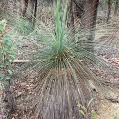 Xanthorrhoea glauca subsp. angustifolia (Grey Grass-tree) at Lower Cotter Catchment - 5 Aug 2023 by NickiTaws