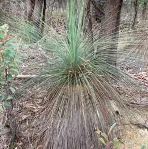 Xanthorrhoea glauca subsp. angustifolia at Cotter River, ACT - 5 Aug 2023