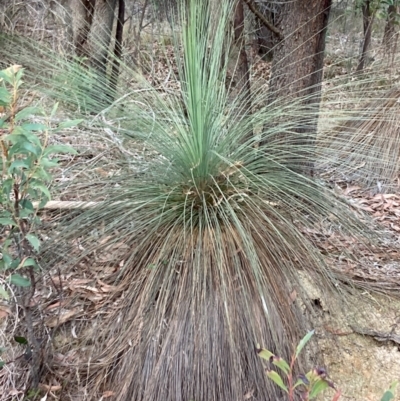 Xanthorrhoea glauca subsp. angustifolia (Grey Grass-tree) at Lower Cotter Catchment - 5 Aug 2023 by NickiTaws