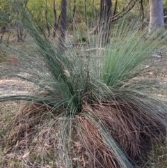 Xanthorrhoea glauca subsp. angustifolia (Grey Grass-tree) at Lower Cotter Catchment - 5 Aug 2023 by NickiTaws