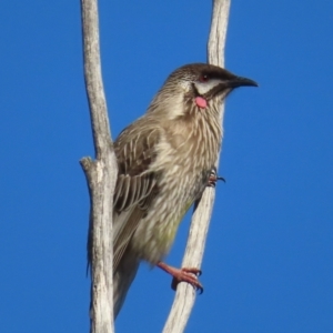 Anthochaera carunculata at Fyshwick, ACT - 8 Aug 2023