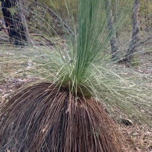 Xanthorrhoea glauca subsp. angustifolia at Cotter River, ACT - 5 Aug 2023