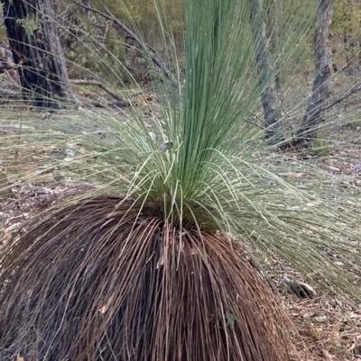 Xanthorrhoea glauca subsp. angustifolia (Grey Grass-tree) at Cotter River, ACT - 5 Aug 2023 by NickiTaws