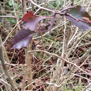 Pyrus calleryana at Fadden, ACT - 9 Aug 2023 08:09 AM