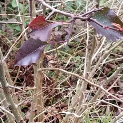 Pyrus calleryana (Callery Pear) at Fadden, ACT - 9 Aug 2023 by KumikoCallaway