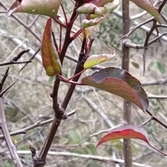 Pyrus calleryana at Fadden, ACT - 9 Aug 2023 08:09 AM