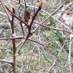 Pyrus calleryana at Fadden, ACT - 9 Aug 2023