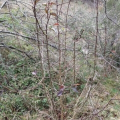 Pyrus calleryana at Fadden, ACT - 9 Aug 2023