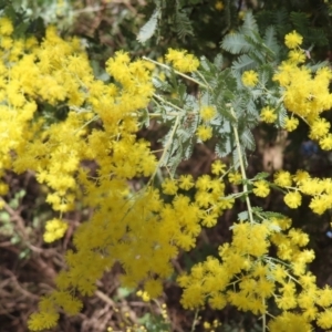 Acacia baileyana at Fyshwick, ACT - 8 Aug 2023 02:42 PM