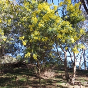 Acacia baileyana at Fyshwick, ACT - 8 Aug 2023 02:42 PM