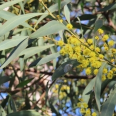 Acacia rubida (Red-stemmed Wattle, Red-leaved Wattle) at Jerrabomberra Wetlands - 8 Aug 2023 by MatthewFrawley