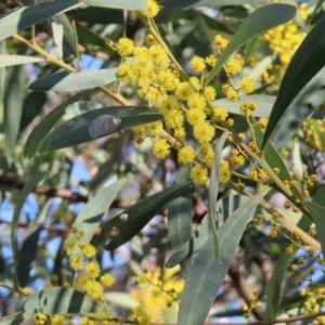 Acacia rubida at Fyshwick, ACT - 8 Aug 2023 02:43 PM