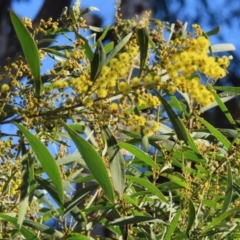 Acacia rubida at Fyshwick, ACT - 8 Aug 2023 02:43 PM