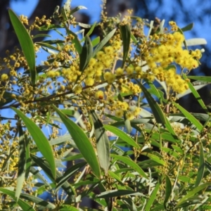 Acacia rubida at Fyshwick, ACT - 8 Aug 2023