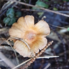 Unidentified Fungus at Moruya, NSW - 9 Aug 2023 by LisaH