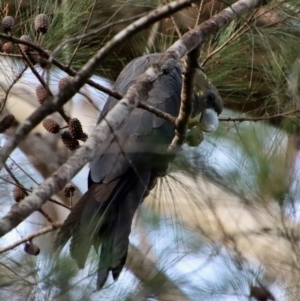 Calyptorhynchus lathami lathami at Moruya, NSW - suppressed
