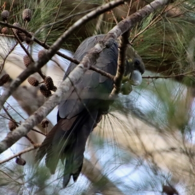 Calyptorhynchus lathami lathami (Glossy Black-Cockatoo) at Broulee Moruya Nature Observation Area - 9 Aug 2023 by LisaH