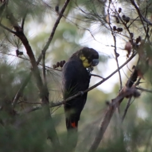 Calyptorhynchus lathami lathami at Moruya, NSW - suppressed