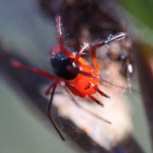 Nicodamidae (family) at Moruya, NSW - suppressed