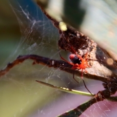 Nicodamidae (family) at Moruya, NSW - suppressed