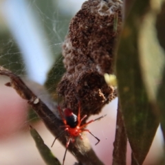 Nicodamidae (family) at Moruya, NSW - suppressed