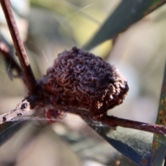 Nicodamidae (family) at Moruya, NSW - suppressed